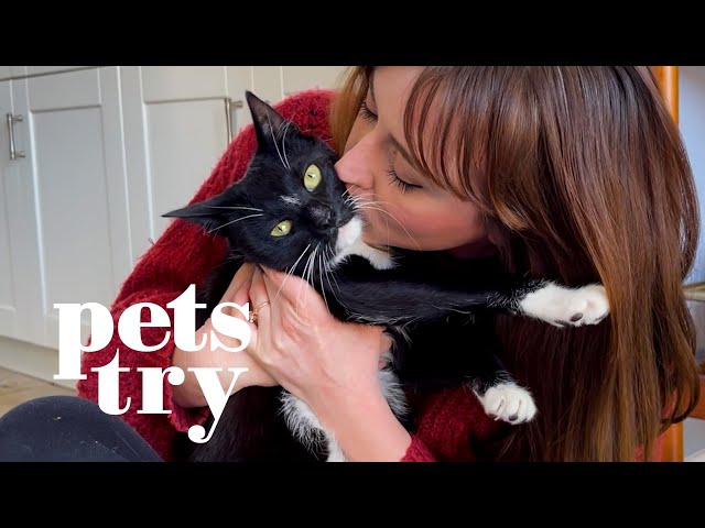 Are Cat Drinking Fountains Worth It? | Pets Try