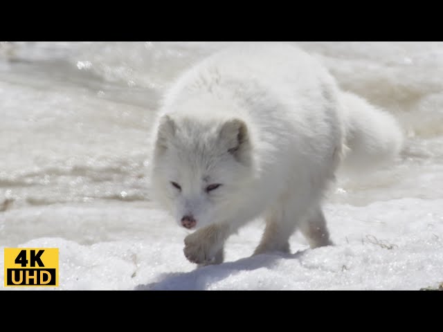 Wildlife 4K: Captivating Winter Wildlife and Nature Sounds/ Scenic Relaxation Film