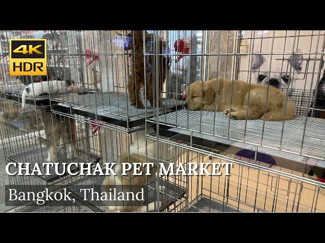 4K HDR| Walk around Chatuchak Market Pet Zone (JJ pet market) Jan 2022 | Bangkok | Thailand