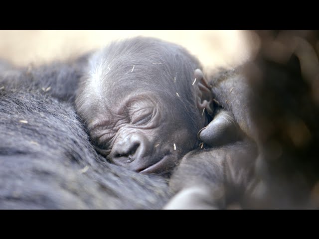 Cute Baby Gorilla Born at the San Diego Zoo