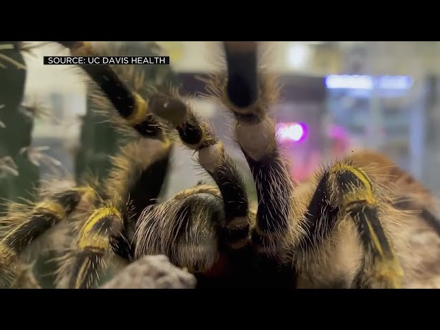 UC Davis Researchers Using Tarantula Venom To Develop New Pain Relievers