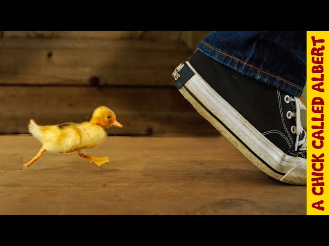 How To Make a Duckling Follow You | Busting Myths