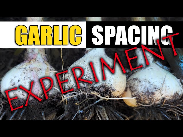 Garlic Spacing Experiment