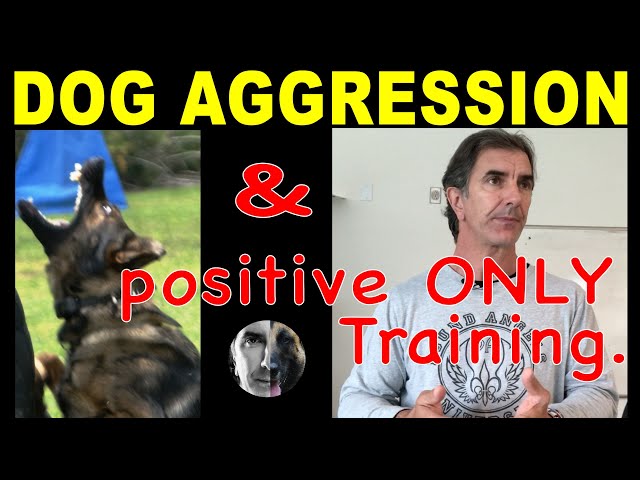 Dog Aggression and Positive ONLY Training - Robert Cabral Dog Training Video