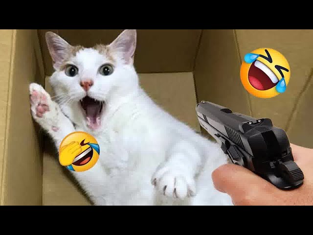 Funny Dogs And Cats Videos 2024 😹🐶 TRY NOT TO LAUGH😍
