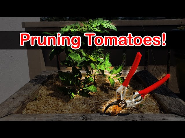 Tomato Pruning Garden - Quickie Episode 7