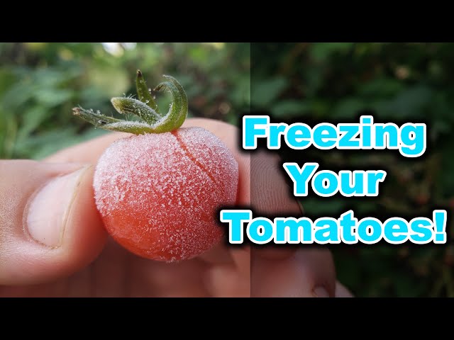 Freezing Cherry Tomatoes In 2020