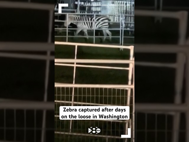 Zebra captured after days on the loose in Washington