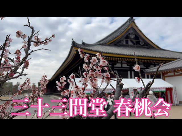 2023年3月3日 京都 三十三間堂の春桃会を歩く Touring Kyoto 【4K】Sanjusangen-do Temple