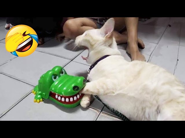 Funniest Cats and Dogs 😹🐶 New Funny Animals 2024 😂 Part 26