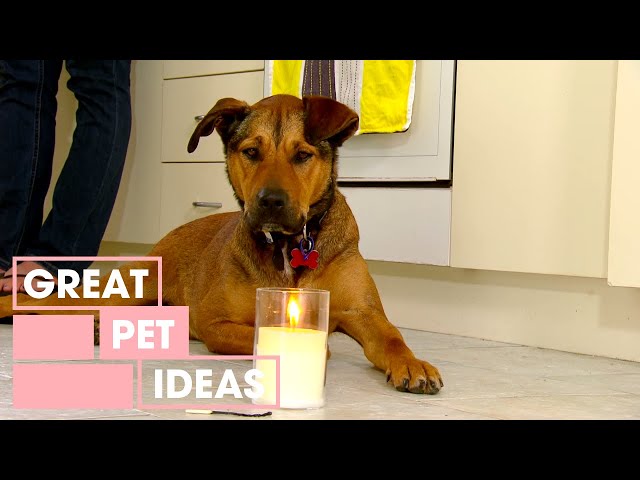 How To Treat A Dog With Fire Phobia | Pets | Great Home Ideas