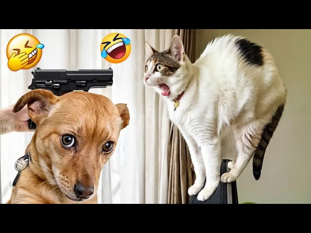 YOU LAUGH YOU LOSE😛Best Funny Animals Video 2024😺🐶Part 8