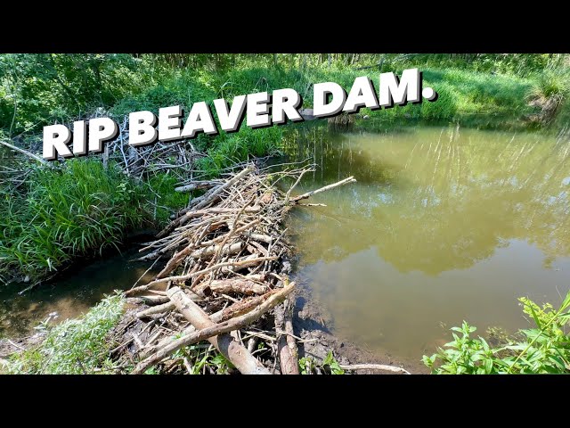Whole Beaver Dam Rolled Down!