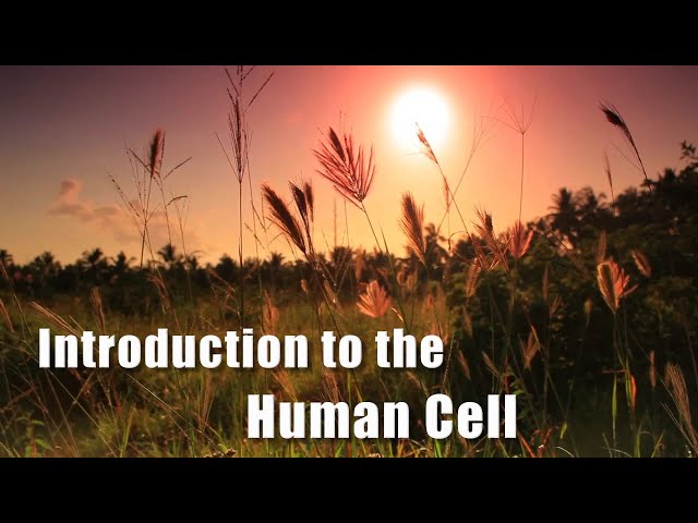 Introduction to the Human Cell! (Full Video)