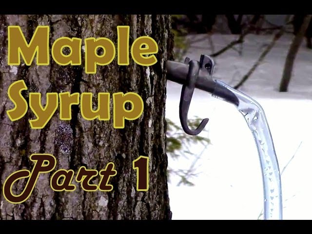 Making Maple Syrup- Part 1- How to Select & Tap a Maple Tree