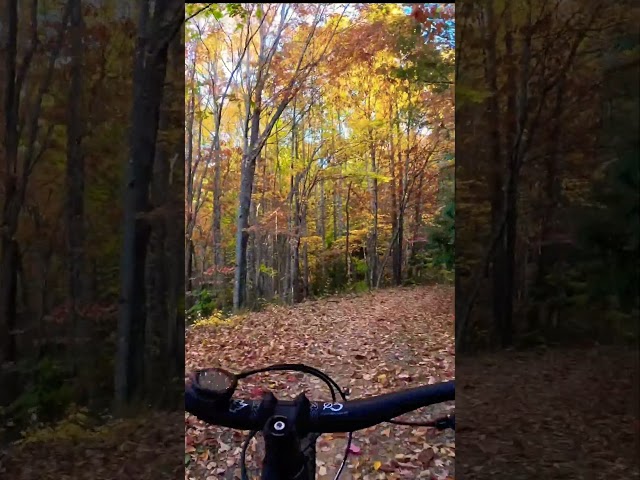Climbing Pisgah forest roads in fall colors…EPIC!
