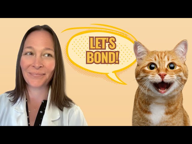 5 Proven Ways to Build a Stronger Bond With Your Cat