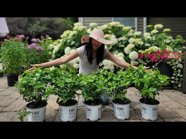 Planting a Hydrangea Hedge- June Garden Tour - What's in Bloom