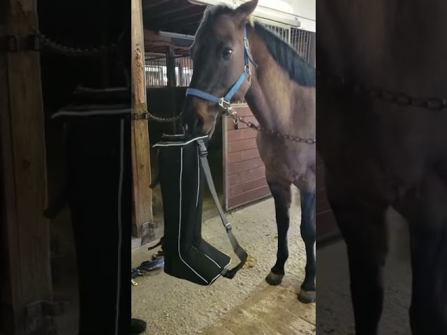 Horse, Sven, drops his boot bag.