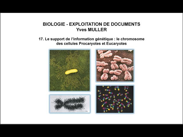 17. Support of genetic information : Prokaryotic and Eukaryotic chromosome