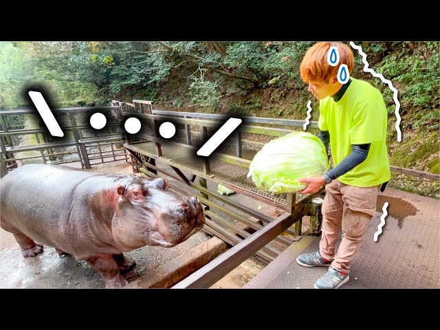 新人飼育員がカバに巨大キャベツを恐る恐るあげてみた結果…！Hippo eat huge cabbage