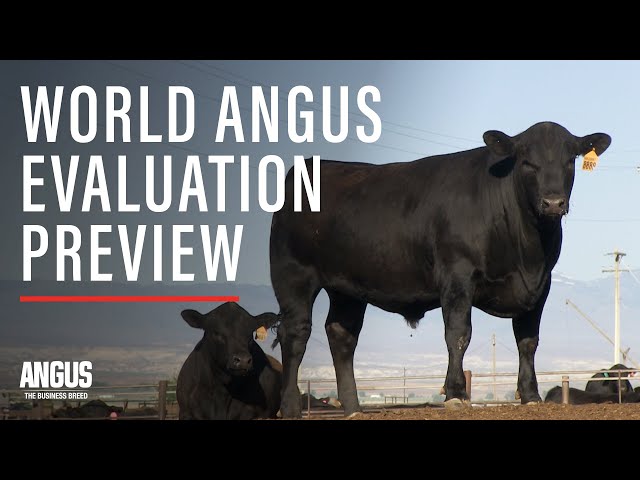World Angus Evaluation Preview