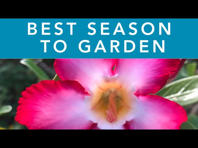 BEST SEASON FOR GARDENING | Gardening in Florida