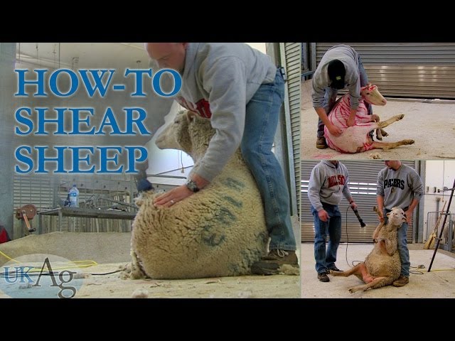 How to shear sheep - blow by blow