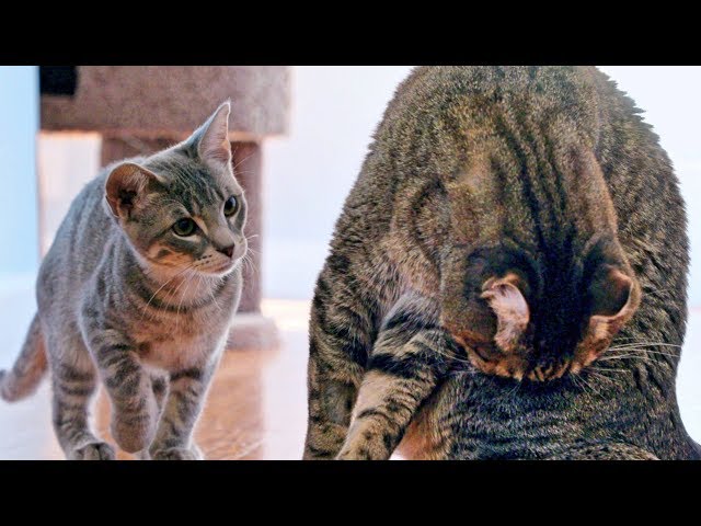New Kitten Challenges Mean Kitty For The Throne! - Cat Battle