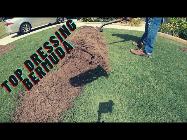 Bermuda top dressing / Bermuda lawn leveling