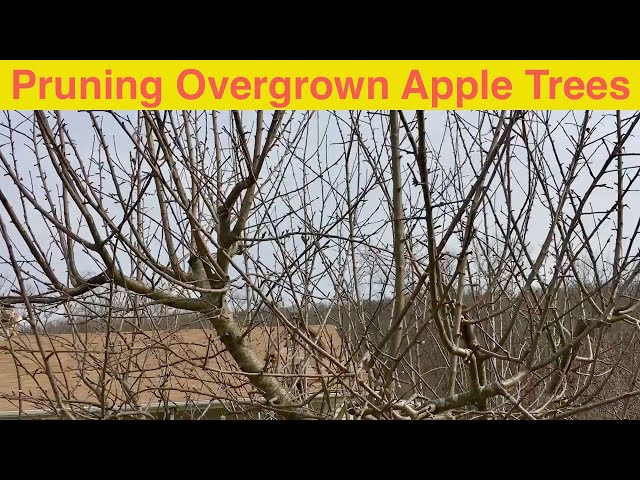 Pruning Overgrown Apple Trees