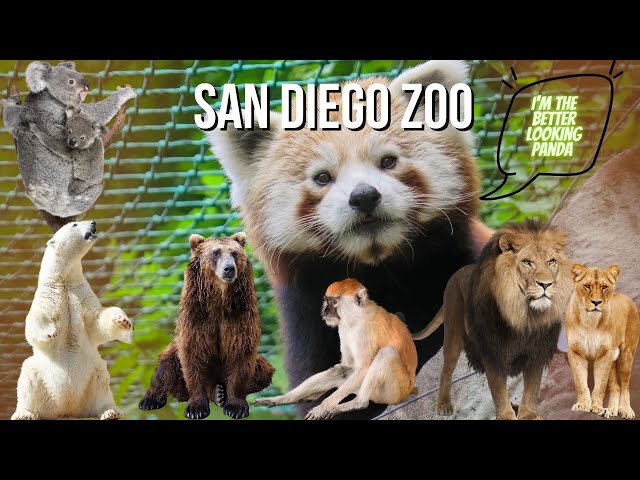 San Diego Zoo - Walking Tour Animal Encounters [4K UHD]