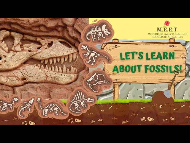 Learn about fossils | dinosaurs| paleontologists| where are fossils found? What are fossils made of?