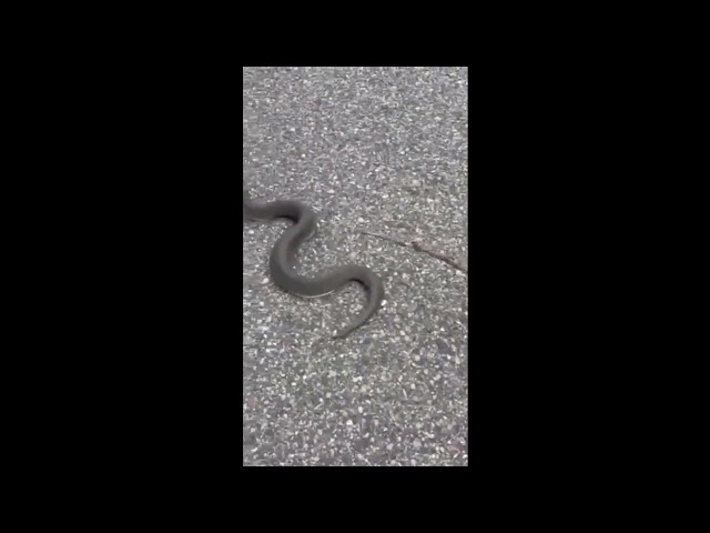 Is it a Rattle Snake? in Michigan?