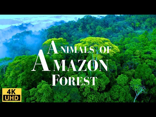 Amazon Forest 4K/ Wild Animals of Rainforest/ Relaxation Film/ Meditation Music & Nature Sounds
