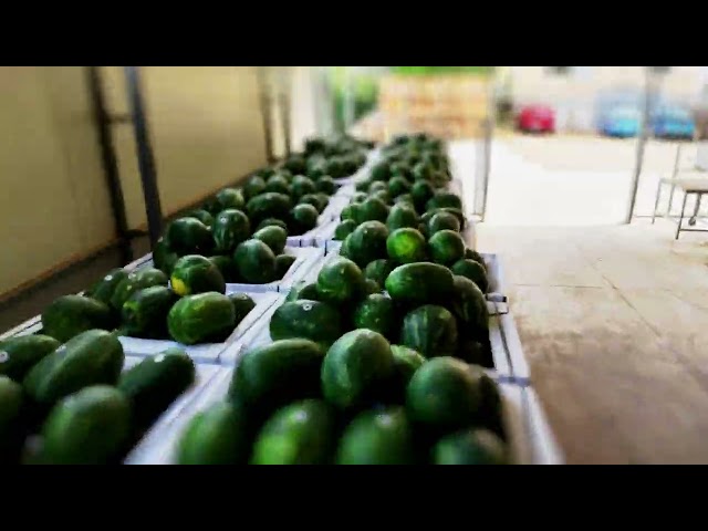funny video about preparing melons for transport.