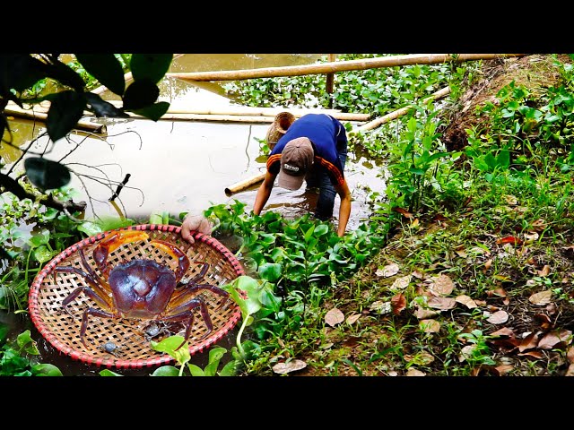Catch crabs in the river, cook delicious dishes typical of Vietnamese countryside