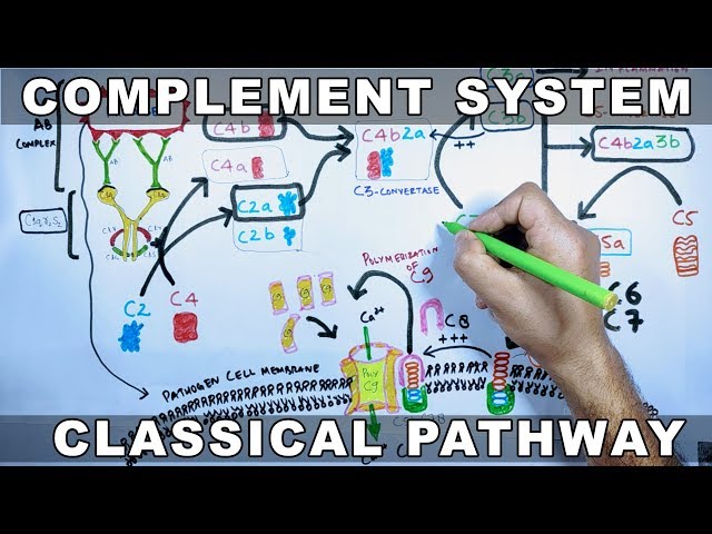 Complement System |  Classical Pathway