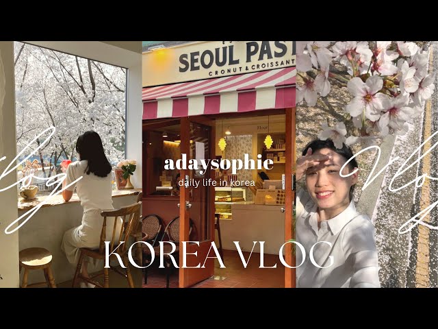 Cafe hopping in seoul 🌸 cherry blossoms spots, kyunghee university | spring korea vlog