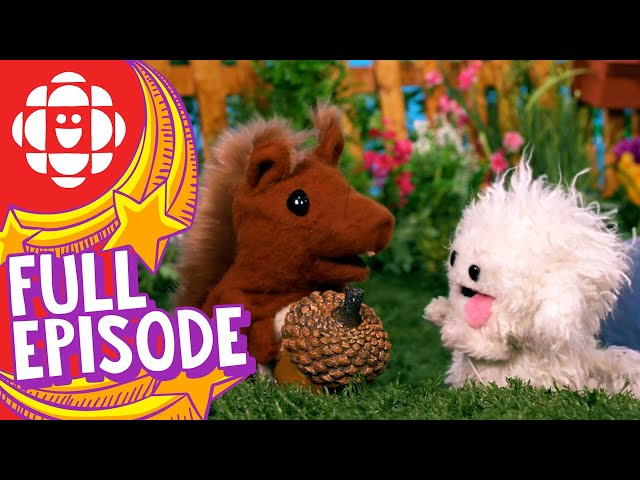 Silly Paws | Acorny Story | CBC Kids