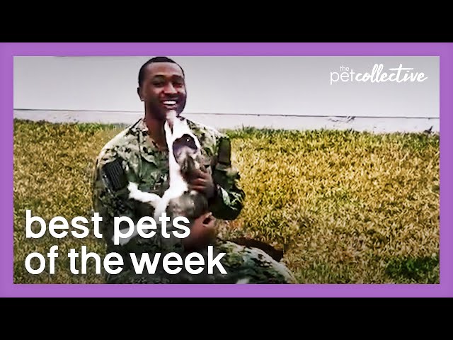 Reunited And It Feels So Good | Best Pets of the Week