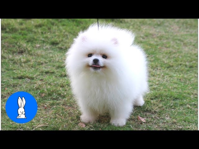 Fluffy Pomeranians Being CUTE // TRY NOT TO AWW!
