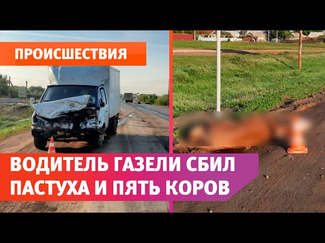 На трассе Оренбург-Орск водитель ГАЗели сбил женщину-пастуха и пять коров