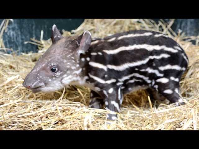 Endangered Tapir's First Words