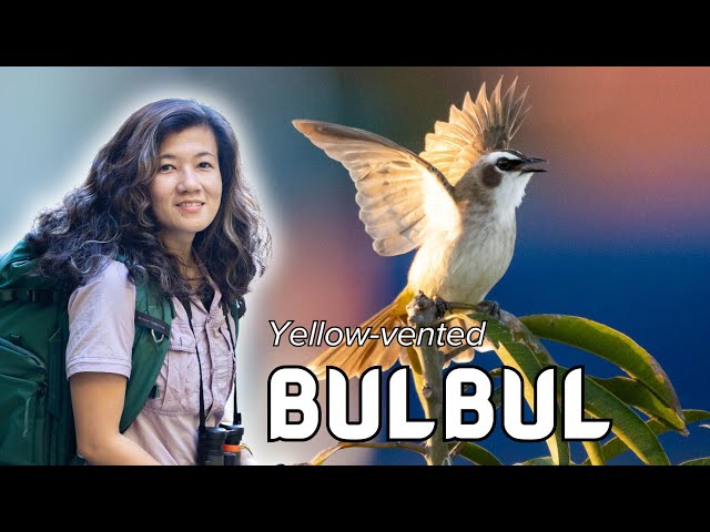 #BirdsofthePhilippines: Yellow-vented Bulbul (𝘗𝘺𝘤𝘯𝘰𝘯𝘰𝘵𝘶𝘴 𝘨𝘰𝘪𝘢𝘷𝘪𝘦𝘳)