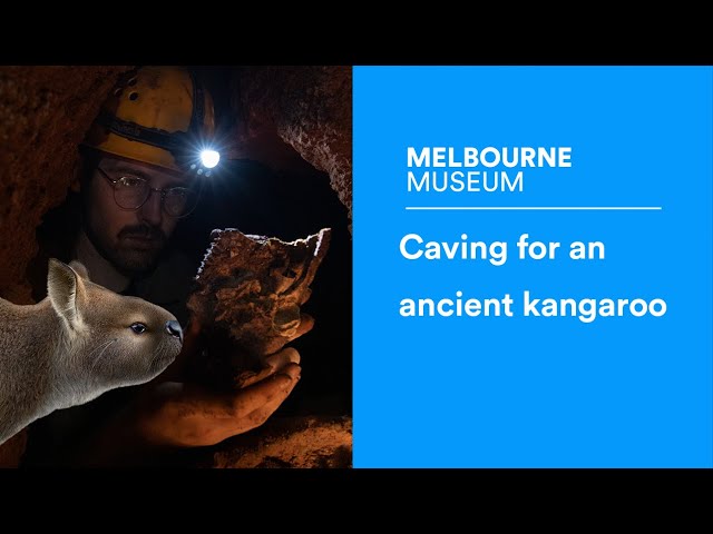 Going deep underground for a 50,000 year old fossil kangaroo