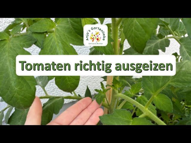 JETZT unbedingt Tomaten ausgeizen | für starke & gesunde Pflanzen und viel Ertrag