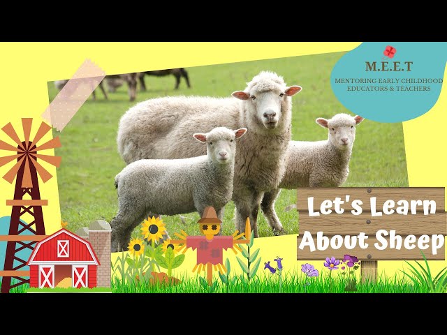 Let's Learn About Sheep! online preschool learning videos for kids