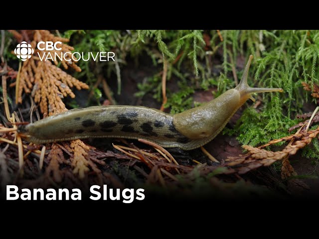This little guy has more teeth than your entire family | Banana Slugs