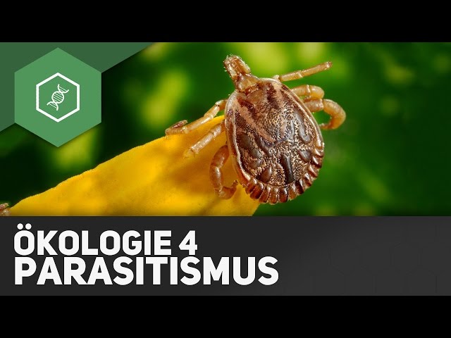 Parasitismus – Ökologie 4